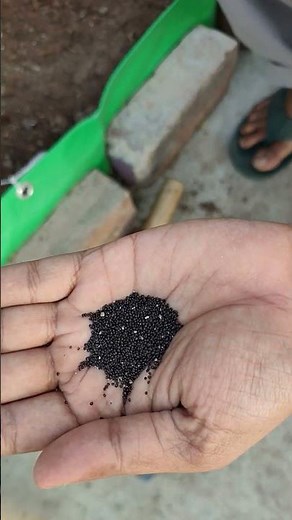 How to Grow Red Amaranth (Lal Chaulai) | Easy Saag Growing Method | Jeet Vlog 3.0