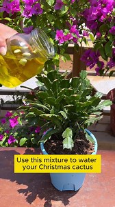 87K views · 734 reactions | Effective Cymbidium Care Tips #gardeningfun #gardening_feature #urbangardening #gardeninguk #gardeningphoto #gardeningistherapy #gardening101 #gardeningisfun #gardeningtime #gardeningday #gardeningproblems #gardeninggoals #gardeningideas #gardeninglove #gardening4pleasure #gardeningtips #gardeningmakesmehappy | Garden For Life | Facebook