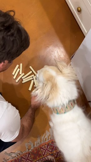 Interrupting your doomscrolling with wholesome string cheese balancing #borzoi #doglife #balance #cheese #cute | Esperborzoi