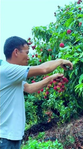 Picking a huge bunch of ripe lychees #harvest #fruit