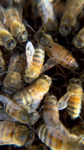 Update on the New Queen Bee! #beekeeping #beekeeper #bees #beehive #queen #queenbee #russian | Bowser Bee