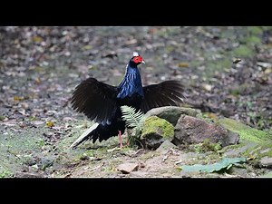 台灣野鳥紀錄之2｜保育類鳥類藍腹鷴的求偶舞