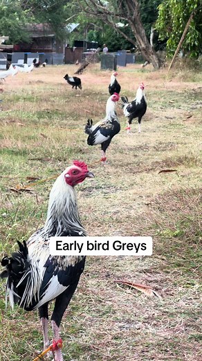 Early Bird Greys Thunderbird Passion
