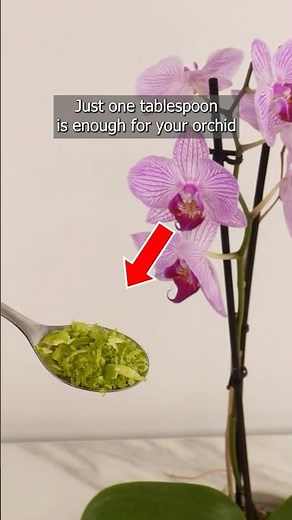 Just one tablespoon and your orchid will bloom beautifully!