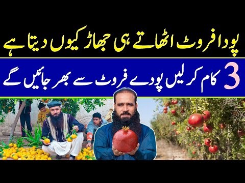 Organic Fertilizer For Fruit Tree | More Fruits From | How To Increase Flowering