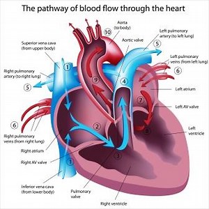 Hrid Roga: Causes, Types, Symptoms of Heart Disease As Per Ayurveda