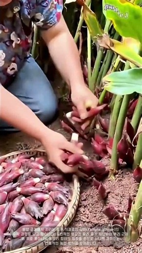 생강인데 흙 위에서 딴다고? 처음 보는 양하 수확 #worker #process #unique #harvesting #root