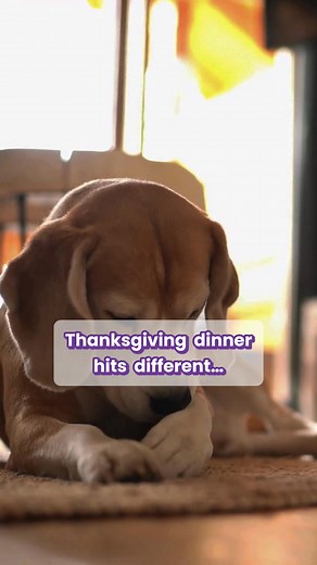 The post-turkey shuffle: mandatory for humans and dogs. 😂If you need to stay on the couch, we get it! Drop a 🐾 if your pup is a holiday snacker too. #ThanksgivingWalk #StuffedPup #DogHumor #PetComedy #FallPets | VIP Pet Services