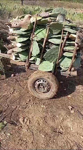 Goats Pulling Wooden Cart Through Grassy Field