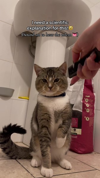 Was just about to clean the mess coco made in the bathroom and i remembered about this👀 #mlem #catandcomb #dummycat #cutecat #catmlem