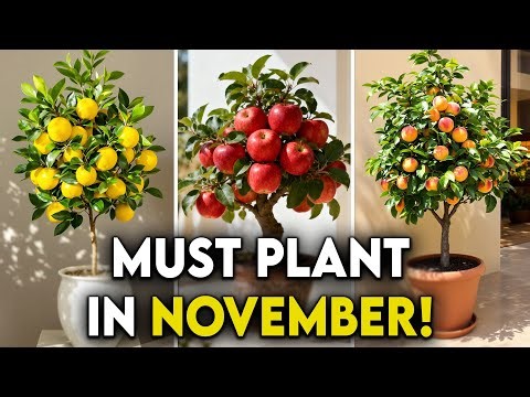 15 Most Perfect Fruit Trees You Must Plant in November!