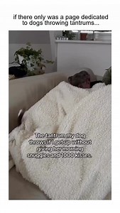 Dogs Throwing Tantrums (@dogsthrowingtantrums) • Instagram photos and videos