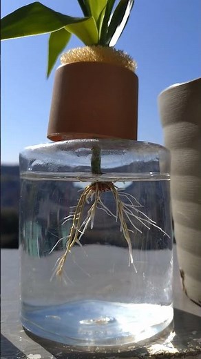 観葉植物 ドラセナ ミリオンバンブー 枝分け水耕栽培 約4ヶ月