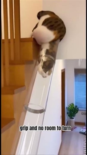 How did this cat even get in there?! 😳A pipe… seriously?! 🐱😂