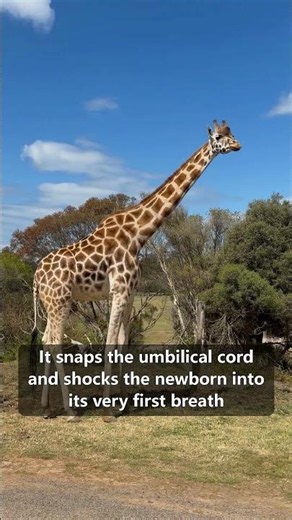 DROPPED 6 Feet Before Its First Breath #GiraffeBirth #WildlifeShorts