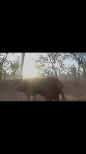 Bull catchin’ done Dunrite 👌🏻🐮 #dunrite #bull #farnorthqld #capeyork | Dunrite Contracting