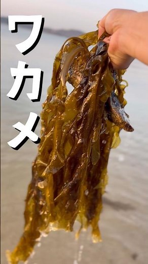How to eat seasonal wakame seaweed #seafood #seaweed #seafoodlover #japanesefood