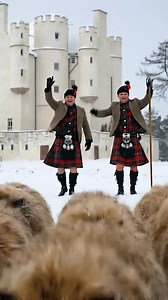 Here we have highlanders rounding up a haggle of Haggi outside Braemar Castle in Deeside, ready for the Burns Night celebrations on Sunday, 25 January 2026 . . . . . . . . . . . #burnsnight #haggis #haggisadventures #aivideo #highlands #castlesofscotland #kiltedhaggis | Australia Highland Gathering
