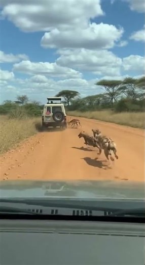 Caught on Camera Hyenas Hunt Antelope on Safari Road! 🤯😱 #AfricanSafari #Wildlife #Hyenas