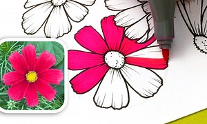47K views · 529 reactions | Apprenez à dessiner des fleurs facilement  #fleur #cosmos #plantes #tutoriel #tuto #artfloral #dessin #artroom | Art Room | Facebook