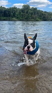 41K views · 3.4K reactions | *A question I get asked all the time is does Bugsy ever get out of the water on his own. The answer is yes … but only to see if he can convince you to follow him back into the water* | Ralphie the Reformed Demon Dog | Facebook