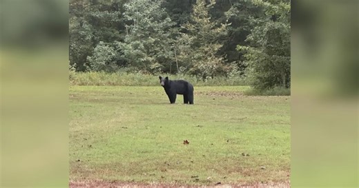 Black bear sighted in Obion County, Tennessee