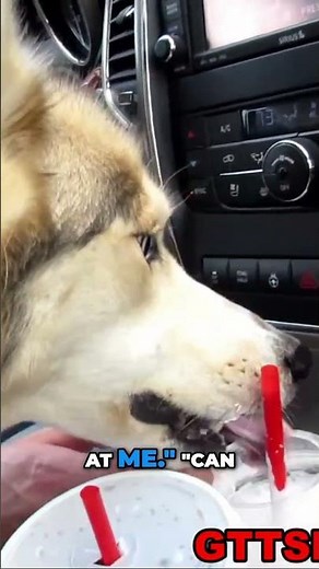 This Dog STOLE My Milkshake! You Won't Believe Her Reaction!