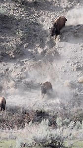 Bison charging towards the river. www.GoodBullGuided.com #photography #wildlife #nature #reels #buffalo #bison #yellowstone #wildanimals | Good Bull Guided