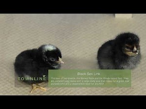 Black Sex Link Baby Chicks