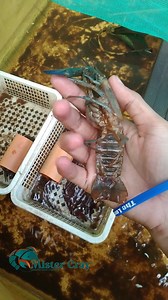 🦞Crayfish Farming Tips #006 Paano alagaan ang mga Newly Hatched Craylings? Join our group for more crayfish care tips! https://www.facebook.com/groups/322182734293227 https://www.youtube.com/@MisterCrayCrustaceanCulture #ExtraIncome #aquaculture #crayfish #businessopportunity #crayfishfarmingphilippines #crayfishbusiness #redclawfarming #freshwaterfishing #freshwateraquaculture #cheraxquadricarinatus #crayfishhatchery #crayfishbreeder #crayfishpond #crayfishculture #crayfishproduction #crayfish