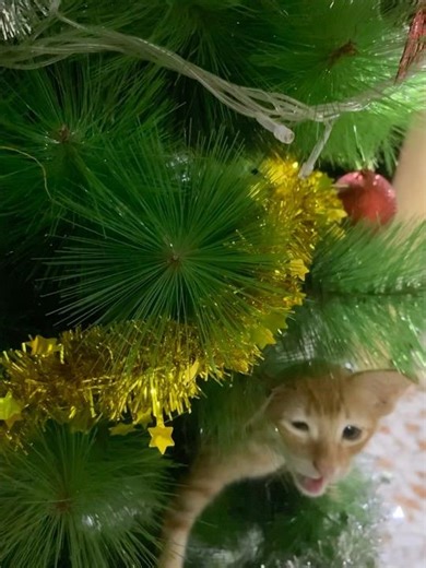 Ginger likes climbing up the Christmas tree but cries for help when he can’t come down!🥴