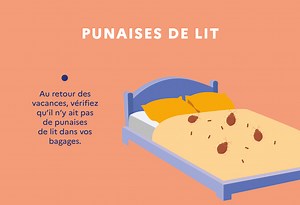 Les punaises de lit : lutter efficacement et prévenir leur apparition