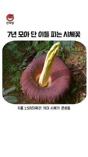 7년을 기다려 단 이틀만 피는 시체꽃