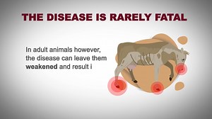 30 reactions |  Understanding the Impact of FMD  Foot-and-Mouth...