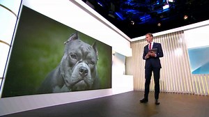 1.8K views · 26 reactions | A man has died after being attacked by two dogs, believed to be American XL bullies, in Staffordshire. The Prime Minister has labelled the breed a “danger to communities” and says they'll be banned by the end of the year. Political Editor Andy Bell reports. #5News | Channel 5 News | Facebook