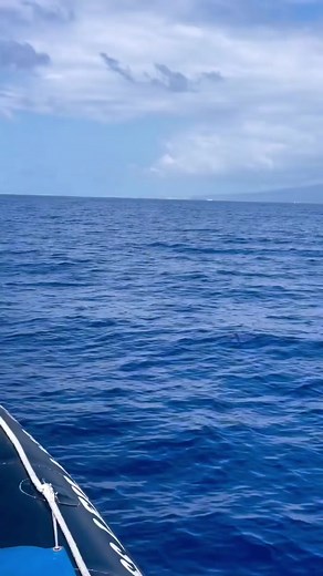 Amazing Flying Fish Speed Run | Ocean Wildlife