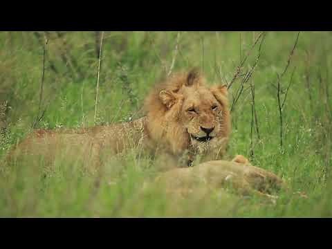 Male Lion Copyright Free Animal Videos