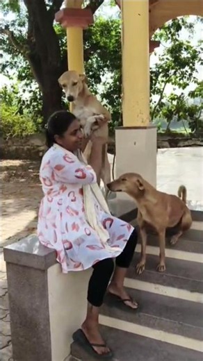 Cute dog #doglover#puppy #shortvideo #love