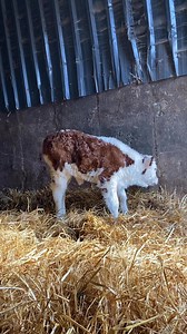 Our third pedigree Hereford calf (and first heifer calf) of 2025 🥳 Also sired by the €5000 Caonach Jimie Y232 who we purchased at the Irish Hereford Premier in Tullamore last March 🧬 #calving25 #herefords #nextgen #teamkilsunny | Kilsunny Pedigree Herds