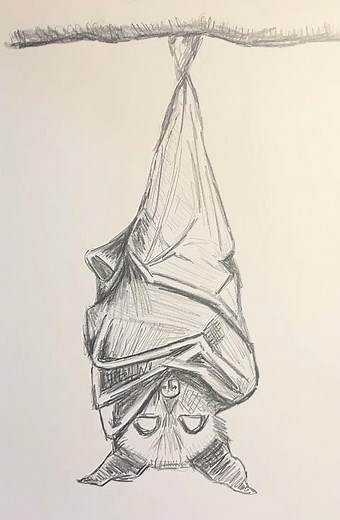 Drawing a Cute Bat Hanging Upside Down 🦇 | Timelapse Sketch