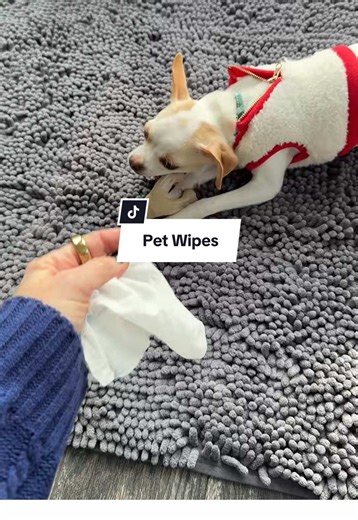 Pet Wipes Bundle: Daily Grooming Tips for Dogs