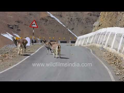 Himalayan Blue Sheep or Bharal wander onto a state highway road, get worried on seeing a puppy dog