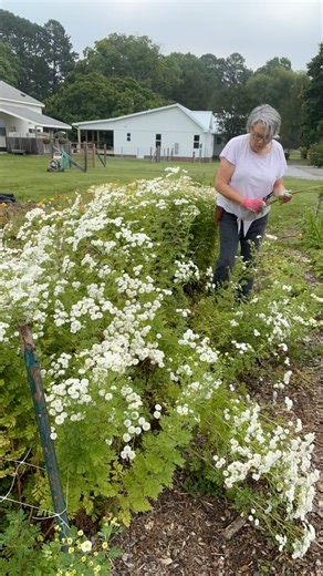 Perfect example: stems not supported by flower support netting go down and get bent. Comment SHOP and I’ll DM the link to my store. Reusable flower support netting available in 36” wide : 20’, 50’, 328’ and 3,280’ long sizes. #gardenersworkshopfarm #flowerfarm #coolflowers | The Gardener's Workshop