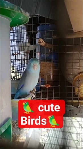 Parrotlet calling sound /Parrotlet Care For Beginners | Topics /Pacific parrots love to twist their