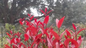 Japanese Photinia. Photinia glabra. Japanese Photinia is a large evergreen shrub or small tree. Red leaves.