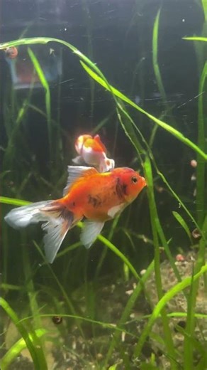 Check Out My New Derpy Goldfish!