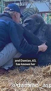 Gorilla and her lifelong friend, Damian, share a special moment: she swipes his hat and gives him a warm hug! 💞Credit: Newsflare | StefaVal