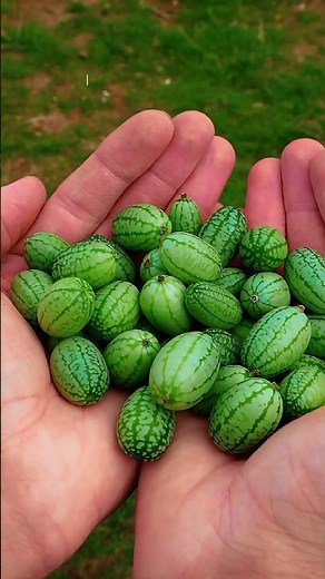 The Fruit That Looks Like Tiny Watermelons