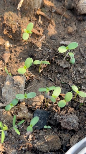 How to grow daisy flower from seed #divinegarden98 #daisy #shorts