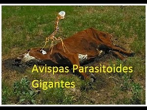 SCP-772 Avispas Parasitoides Gigantes (Español Latino)